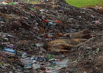 જૂનાગઢમાં મનપાનાં શાસકો ગૌવંશના મોતનો મલાજો પણ નથી જાળવી શકતા | The municipal authorities in Junagad…