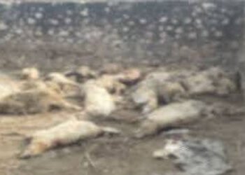 વાડામાં ઘુસીને 8 શ્વાનોએ 41 ઘેટાનું મારણ કરતા ચકચાર | Shocking news as 8 dogs enter a farm and kill …