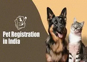 ગાંધીનગરમાં ૧૫ માર્ચ સુધીમાં પાલતુ શ્વાનનું રજિસ્ટ્રેશન કરાવવું ફરજિયાત | It is mandatory to registe…