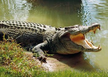 વિશ્વામિત્રી નદી પહોળી અને ઉંડી થયા બાદ મગરોના વર્તનનો અભ્યાસ કરવા સર્વે થશે | survey will be conduc…