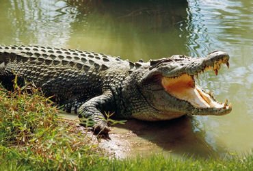 વિશ્વામિત્રી નદી પહોળી અને ઉંડી થયા બાદ મગરોના વર્તનનો અભ્યાસ કરવા સર્વે થશે | survey will be conduc…