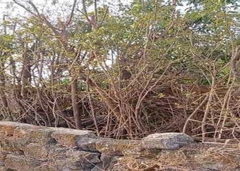 નશા હી નશાઃ વેચાણ માટે વૃધ્ધે ઘેર ગાંજો વાવ્યો, યુવક રાજસ્થાનથી લાવ્યો