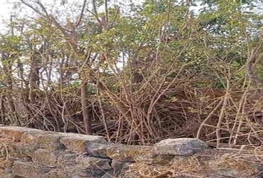 નશા હી નશાઃ વેચાણ માટે વૃધ્ધે ઘેર ગાંજો વાવ્યો, યુવક રાજસ્થાનથી લાવ્યો