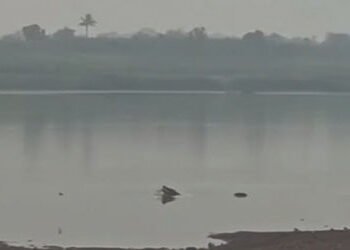 વડોદરા જિલ્લાના પવિત્ર યાત્રાધામ નારેશ્વરના ઘાટ પર મગરે દેખા દીધી | A crocodile was spotted at the g…