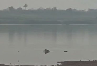 વડોદરા જિલ્લાના પવિત્ર યાત્રાધામ નારેશ્વરના ઘાટ પર મગરે દેખા દીધી | A crocodile was spotted at the g…