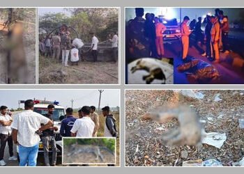 રાજ્યમાં અલગ અલગ ઘટનામાં સિંહ અને દીપડાનું મોત, અમરેલી, ગીર સોમનાથ અને દાહોદની ઘટના | Lion and Leopa…