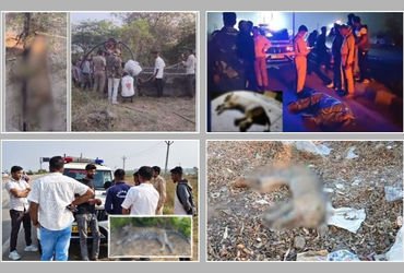 રાજ્યમાં અલગ અલગ ઘટનામાં સિંહ અને દીપડાનું મોત, અમરેલી, ગીર સોમનાથ અને દાહોદની ઘટના | Lion and Leopa…