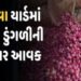 મહુવામાં 3 દિવસમાં સફેદની તુલનામાં લાલ ડુંગળીની 37,102 ગુણીનો વધારો | In Mahuva the number of red on…