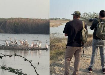 VIDEO | જામનગર: ‘પક્ષીઓના સ્વર્ગ’ ખીજડીયામાં પક્ષી ગણતરી, 12 ટીમોની વિશેષ કામગીરી, ઘાયલ પક્ષીઓનું કર…