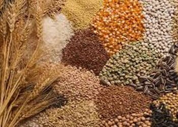 ઘંઉના ભાવ ગત વર્ષથી 100-150 ઘટયા,જુવારના ભાવ એટલા જ વધ્યા | Wheat prices decreased by Rs 100 150 fro…