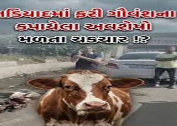 નડિયાદ અને મહુધામાં ગૌવંશના કતલની આશંકા : નહેરમાંથી 50 થી વધુ ગૌવંશના અવશેષો મળ્યાં | Cow slaughter …