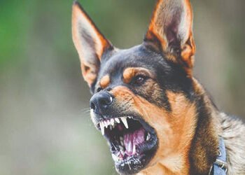 કાલાવડના પીપર ગામના શ્રમિક પરિવારની 11 વર્ષની બાળકીને ચાર-પાંચ કુતરાઓએ ફાડી ખાતાં ભારે અરેરાટી | 11 …