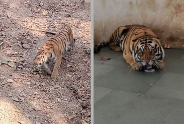 સુરત: ‘અભય’ અને ‘શ્રી’ બન્યા સરથાણા નેચર પાર્કના નવા સભ્યો, આજથી શહેરીજનો નિહાળી શકશે આ જોડી | Surat…