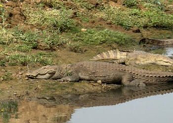 લેટેસ્ટ ગણતરી પ્રમાણે શહેરમાં 17 કિમીના પટ્ટામાં 417 મગરોનો વસવાટ | 417 crocodiles in vishvamitri ri…