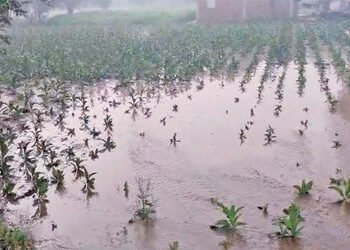 મીયાપુર ગામની સીમમાં કેનાલમાં ગાબડું પડવાથી તમાકુના પાકમાં પાણી ફરી વળ્યાં | A gap in the canal on t…