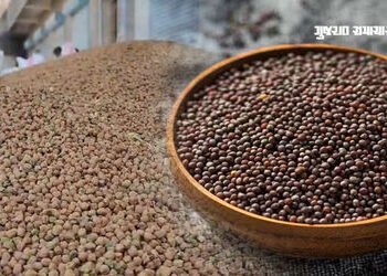 ગુજરાતમાં ચણા અને રાઇની ટેકાના ભાવે ખરીદી કરાશે, 13 ફેબ્રુઆરીથી ઓનલાઇન નોંધણી, જાણો ભાવ | Gujarat Go…