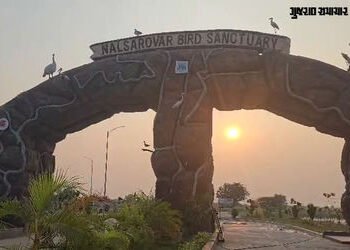 પક્ષીઓનું સ્વર્ગ બન્યું નળ સરોવર, 270 પ્રજાતિના 6.42 લાખથી વધુ પક્ષીઓની હાજરી, ગણતરીની ટેકનિક જાણવા …