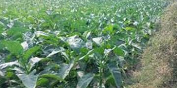 ગુજરાતમાં તમાકુના ઉત્પાદનમાં 5 વર્ષમાં 19 ટકાનો વધારો