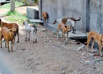 ગણતરી કરવાની સૂચના, વડોદરાની 140 સ્કૂલોની આસપાસ 592 જેટલા રખડતા કૂતરા | schools asked to count stree…