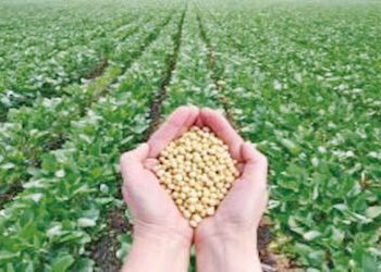 ભારત-અમેરિકા વેપાર કરારને કારણે સોયાબીનના ભાવ MSPથી નીચે | Soybean prices below MSP due to India US …