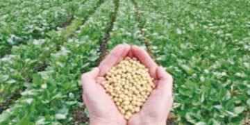 ભારત-અમેરિકા વેપાર કરારને કારણે સોયાબીનના ભાવ MSPથી નીચે | Soybean prices below MSP due to India US …