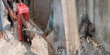 વડોદરામાં ભૂલી પડતી શાહુડી, મુજમહુડામાંથી વધુ એક શાહુડીનું રેસ્ક્યુ, લોકોમાં ગભરાટ ફેલાયો | porcupin…