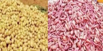 કપડવંજ પંથકમાં બટાકા-શક્કરિયાના ભાવમાં ઉથલપાથલની શક્યતાઓ | Possibility of fluctuations in potato and…