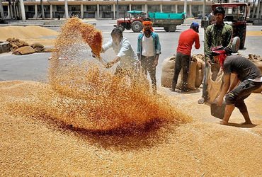 સરકારે 25 લાખ ટન ઘઉં અને પાંચ લાખ ટન ખાંડની નિકાસની છૂટ આપી | Government allows export of 2 5 millio…