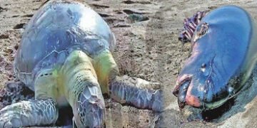 વલસાડના દરિયાકાંઠે દુનિયાની સૌથી નાની વ્હેલ અને મહાકાય કાચબો મૃત મળ્યાં, મોતનું કારણ જાણવા પોસ્ટમોર્…