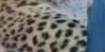 ભારતમાલા હાઇવે પર સુરતથી રાજકોટ જતી કારની અડપેટે નર દીપડાનું મોત | panther dies after being hit by c…