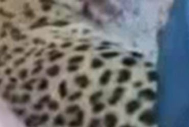 ભારતમાલા હાઇવે પર સુરતથી રાજકોટ જતી કારની અડપેટે નર દીપડાનું મોત | panther dies after being hit by c…