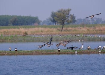 વઢવાણા તળાવમાં આ વર્ષે 47700 પક્ષીઓ આવ્યા, 2022 કરતા અડધા | 47000 migratory birds arrived at vadhvan…