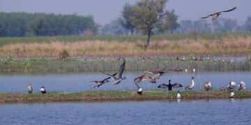 વઢવાણા તળાવમાં આ વર્ષે 47700 પક્ષીઓ આવ્યા, 2022 કરતા અડધા | 47000 migratory birds arrived at vadhvan…