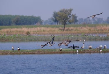 વઢવાણા તળાવમાં આ વર્ષે 47700 પક્ષીઓ આવ્યા, 2022 કરતા અડધા | 47000 migratory birds arrived at vadhvan…