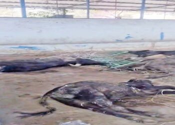 કપડવંજ ખાતેના પાંજરાપોળમાં પશુની દયનીય સ્થિતિ : 5-6 પશુઓના મોત | Pathetic condition of animals in th…