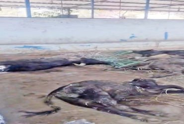 કપડવંજ ખાતેના પાંજરાપોળમાં પશુની દયનીય સ્થિતિ : 5-6 પશુઓના મોત | Pathetic condition of animals in th…