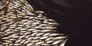 દહેગામ તાલુકાના લીહોડા ગામના તળાવમાં ઢગલાબંધ માછલીનાં મોત | A large number of fish died in the pond …