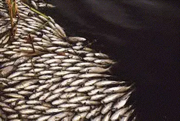 દહેગામ તાલુકાના લીહોડા ગામના તળાવમાં ઢગલાબંધ માછલીનાં મોત | A large number of fish died in the pond …