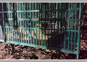 અમરેલી: ધારીના ગોવિંદપુરમાં મહિલાને ફાડી ખાનાર સિંહણ પાંજરે પુરાઈ | Amreli: Lioness Attacks Woman Wo…