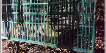 અમરેલી: ધારીના ગોવિંદપુરમાં મહિલાને ફાડી ખાનાર સિંહણ પાંજરે પુરાઈ | Amreli: Lioness Attacks Woman Wo…