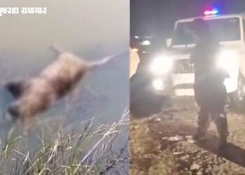 VIDEO | રોડ અકસ્માતમાં સિંહ બાદ દીપડાનું મોત! ધંધુકા-ફેદરા રોડ પર ખાડામાંથી દીપડાનો મૃતદેહ મળી આવ્યો…