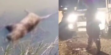 VIDEO | રોડ અકસ્માતમાં સિંહ બાદ દીપડાનું મોત! ધંધુકા-ફેદરા રોડ પર ખાડામાંથી દીપડાનો મૃતદેહ મળી આવ્યો…