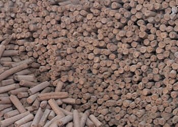 મ્યુનિ.તંત્ર દ્વારા ગ્રીન હોળી અભિયાન , અમદાવાદમાં ૧૦૧ સ્થળોએ વૈદિક હોળી ઉજવવા માટે પહેલ | Green Hol…