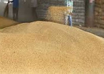 25 લાખ ટન ઘંઉની નિકાસની છૂટના પગલે ભાવ પ્રતિ મણ રૂ।. 600ને પાર | Price crosses Rs 600 per maund foll…