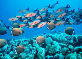 હિન્દ મહાસાગરમાં 60 વર્ષમાં 30 ટકા ખારાશ ઘટી, સમુદ્ર જીવન પર ગંભીર અસર પડશે | Salinity in the Indian…