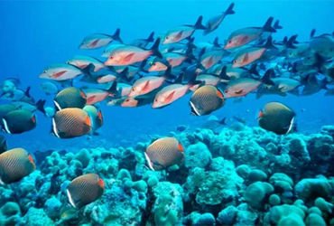 હિન્દ મહાસાગરમાં 60 વર્ષમાં 30 ટકા ખારાશ ઘટી, સમુદ્ર જીવન પર ગંભીર અસર પડશે | Salinity in the Indian…