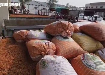 ભાલના પ્રખ્યાત ચણાની બજારમાં ધમાકેદાર એન્ટ્રી: ધંધુકા APMCમાં હરાજીનો પ્રારંભ, ₹1311 સુધીના ભાવ બોલા…