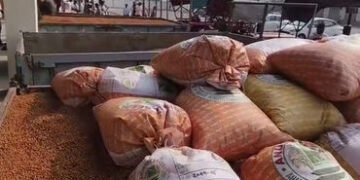 ભાલના પ્રખ્યાત ચણાની બજારમાં ધમાકેદાર એન્ટ્રી: ધંધુકા APMCમાં હરાજીનો પ્રારંભ, ₹1311 સુધીના ભાવ બોલા…