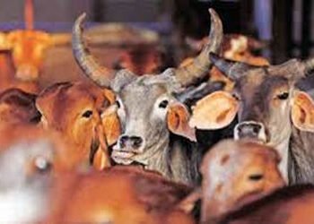 દુકાનમાં ગૌ માંસનું વેચાણ કરતા 4 ઇસમો ઝબ્બે | 4 people arrested for selling beef in shop