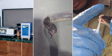 ઝેરનું મારણ ‘ગુજરાતનું’ ઝેર: હવે રાજ્યના ઝેરી સાપોમાંથી જ બનશે સર્પદંશ વિરોધી રસી, ધરમપુરની SRI દેશન…